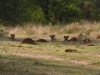 Etosha 1 329